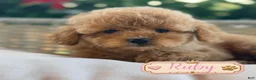 Cavapoo dogs for sale: Ruby - Ad 1