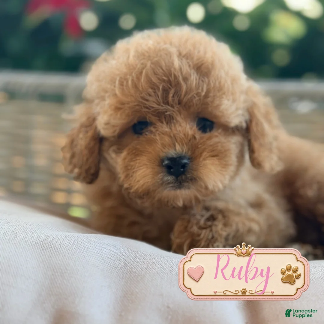 Cavapoo dogs for sale: Ruby - Ad 1