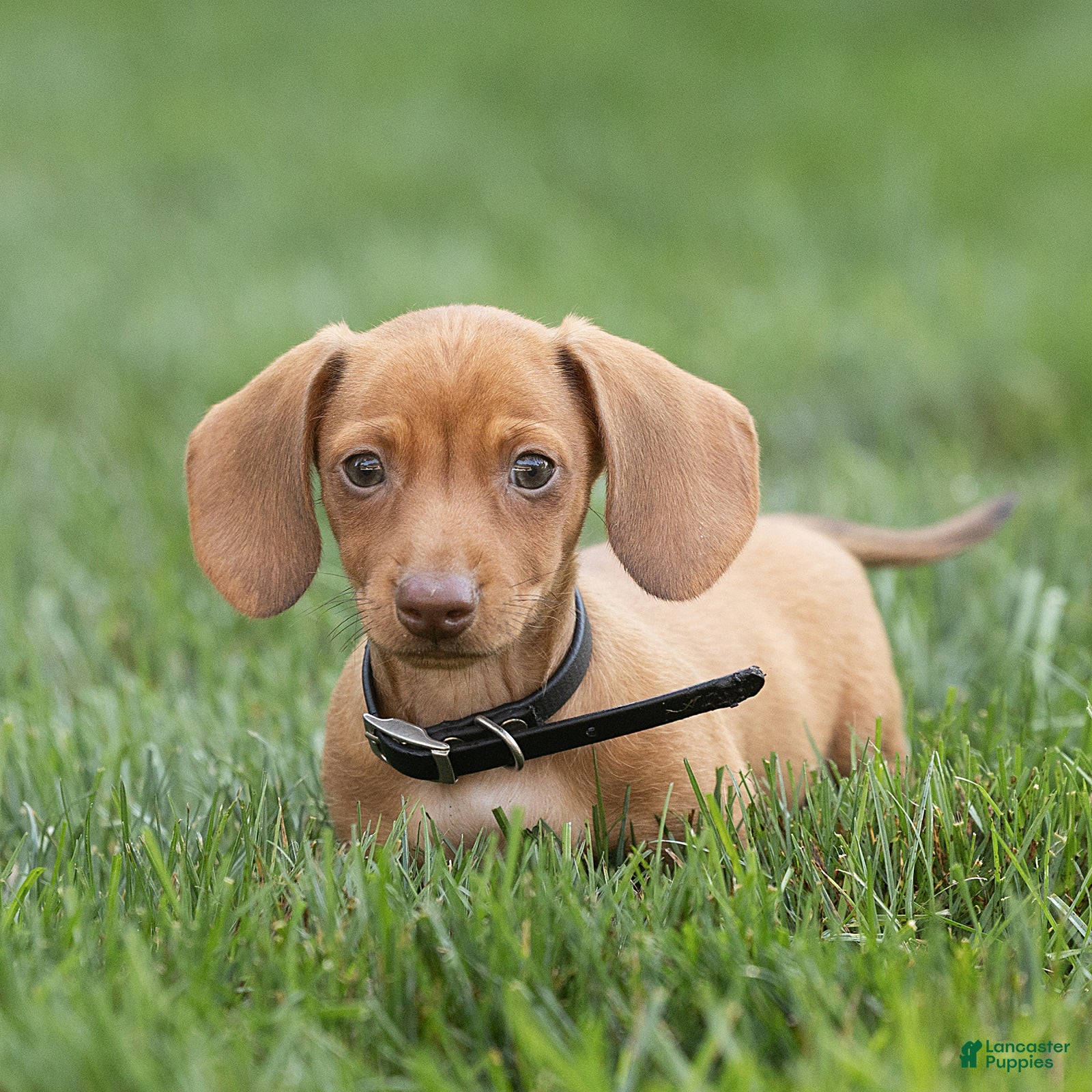 Miniature Dachshund dogs Peanut Miniature Dachshund  - Ad 1