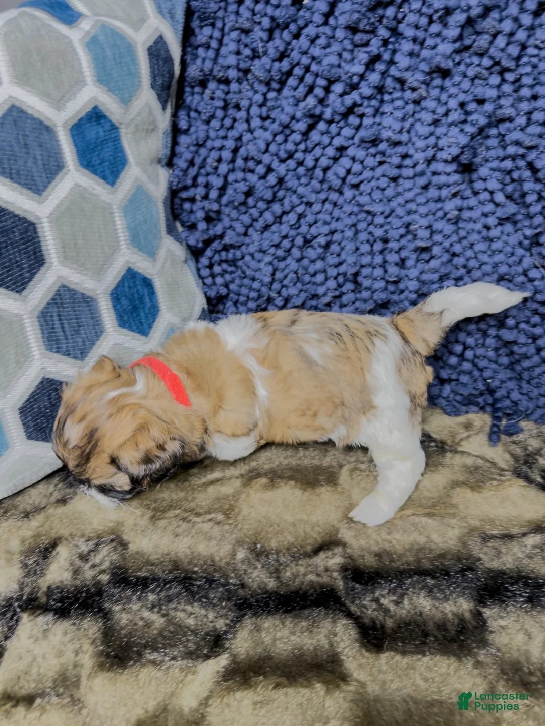Teddy Bear dogs for sale: Teddy Bear 4 - Ad 1