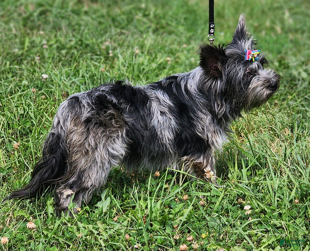 Yorkshire Terrier dogs for sale: Yorkshire Terrier Puppy 1 - Ad 2