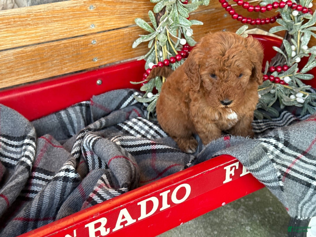 Mini Goldendoodle dogs for sale: Ivy - Ad 5