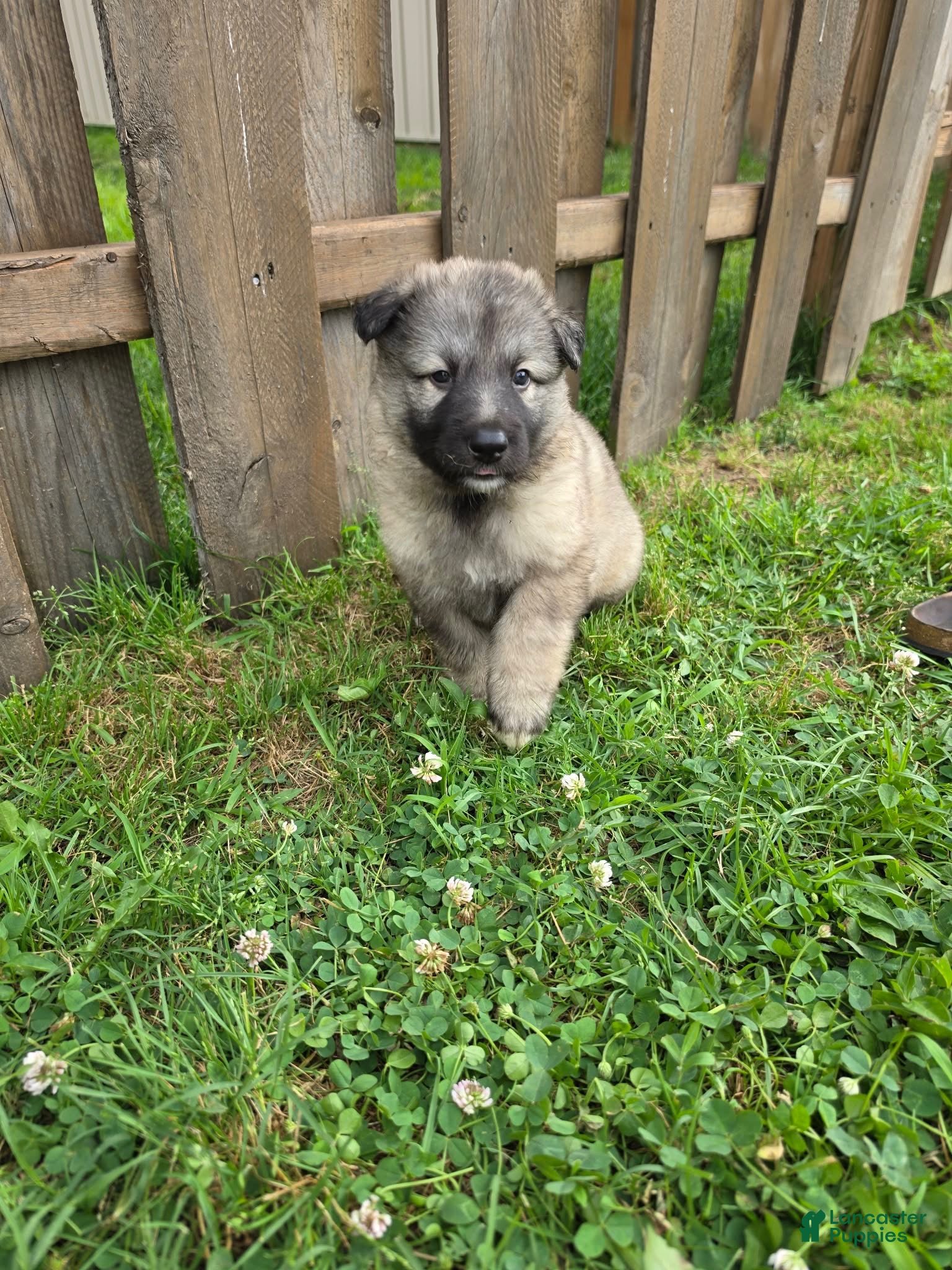 German Shepherd dogs German Shepherd 5 - Ad 2