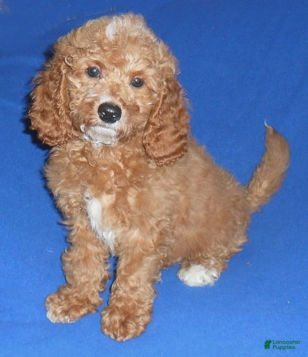 Cockapoo dogs for sale: Cooper - Ad 1