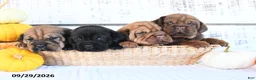 Mini Hippo dogs for sale: Clove  - Ad 5