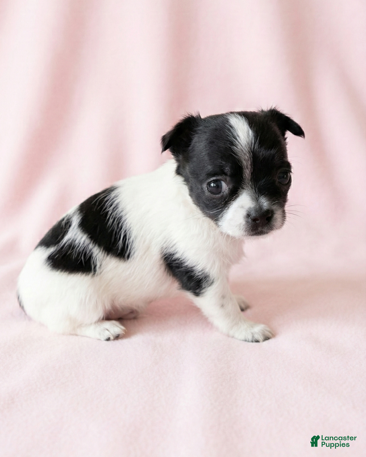 Mixed Breed dogs Lucy - Ad 31