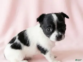 Mixed Breed dogs Lucy - Ad 31