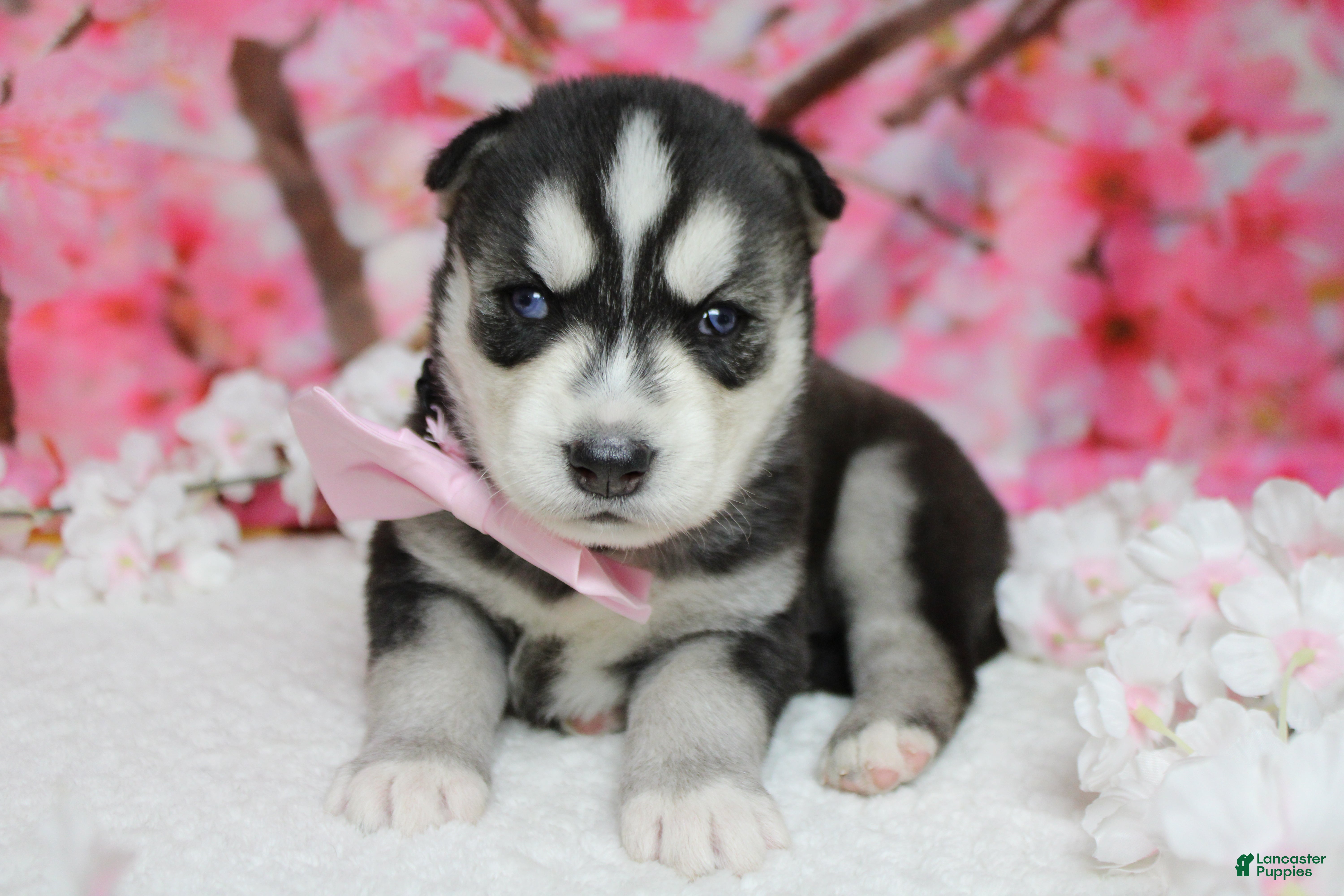 Siberian Husky dogs Koda  - Ad 3