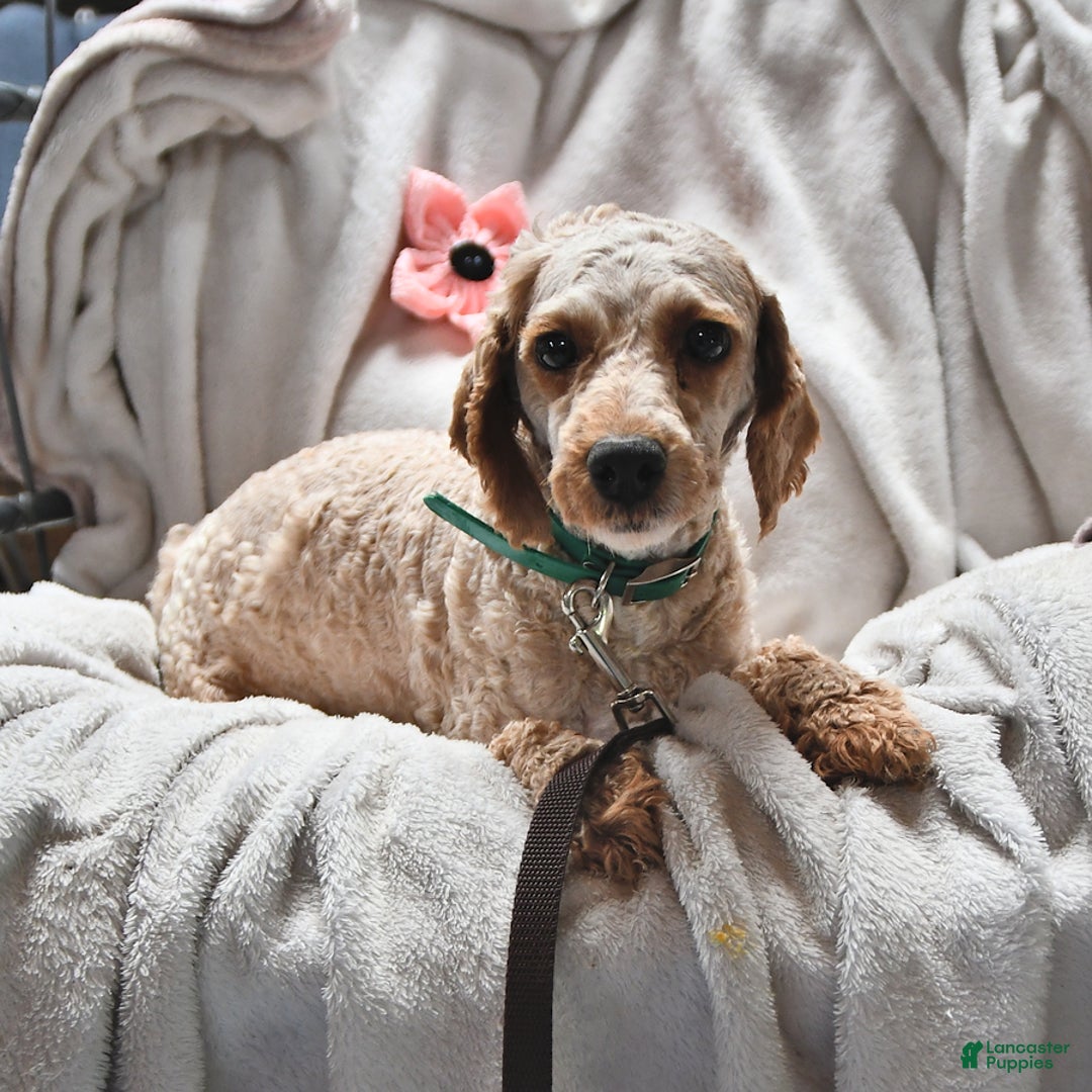 Mixed Breed dogs for sale: Matthew Eli - Ad 4