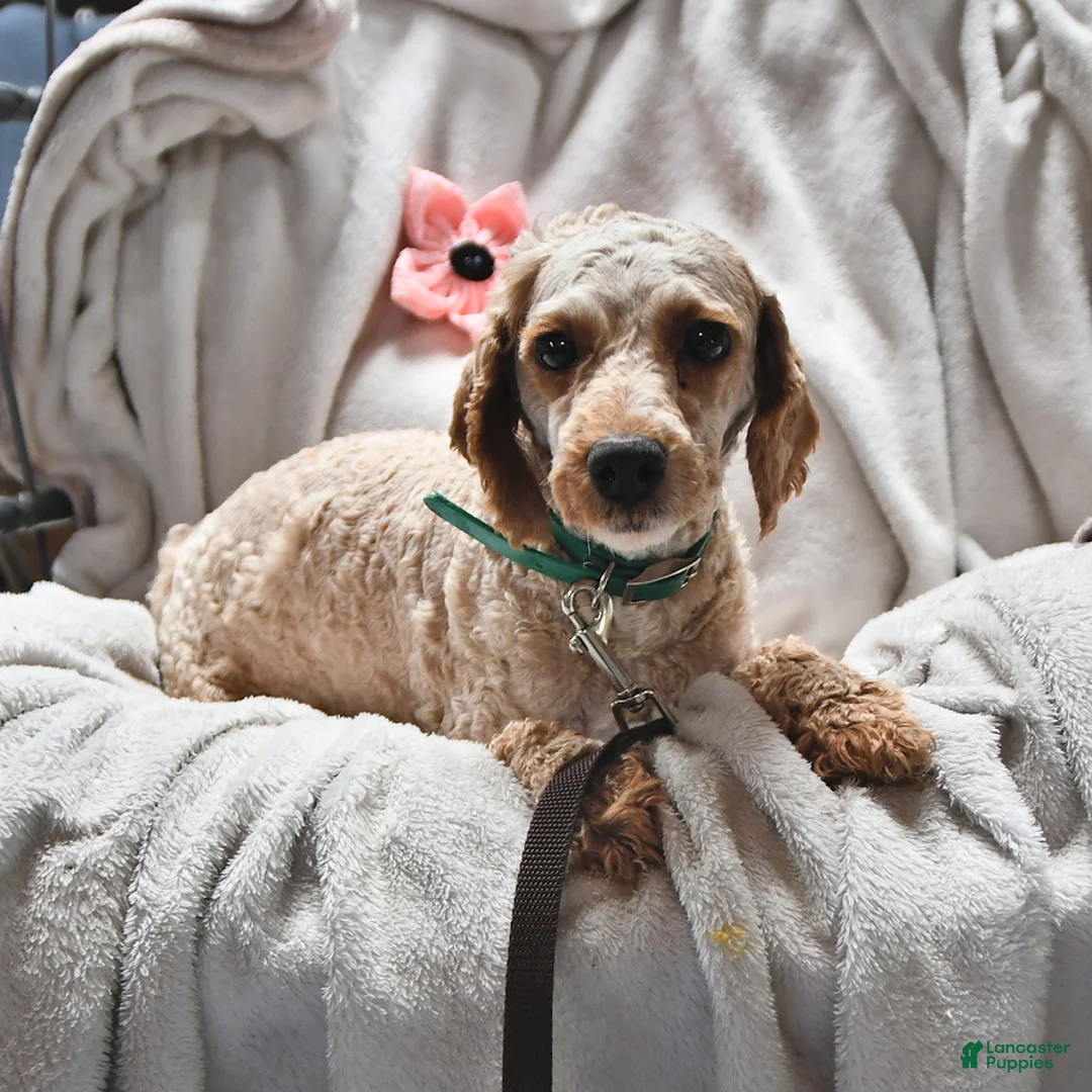 Miniature Poodle dogs for sale: Matthew Eli - Ad 4