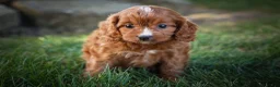 Cavapoo dogs for sale: Kristina   - Ad 11