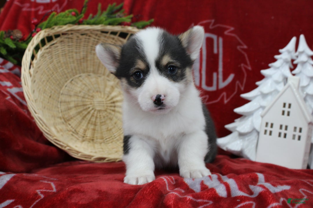 Welsh Corgi Pembroke dogs for sale: Buddy - Ad 1
