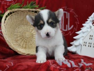 Welsh Corgi Pembroke dogs Buddy - Ad 34