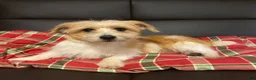 Jack Russell Terrier dogs for sale: Jack Russell Terrier 1 - Ad 3