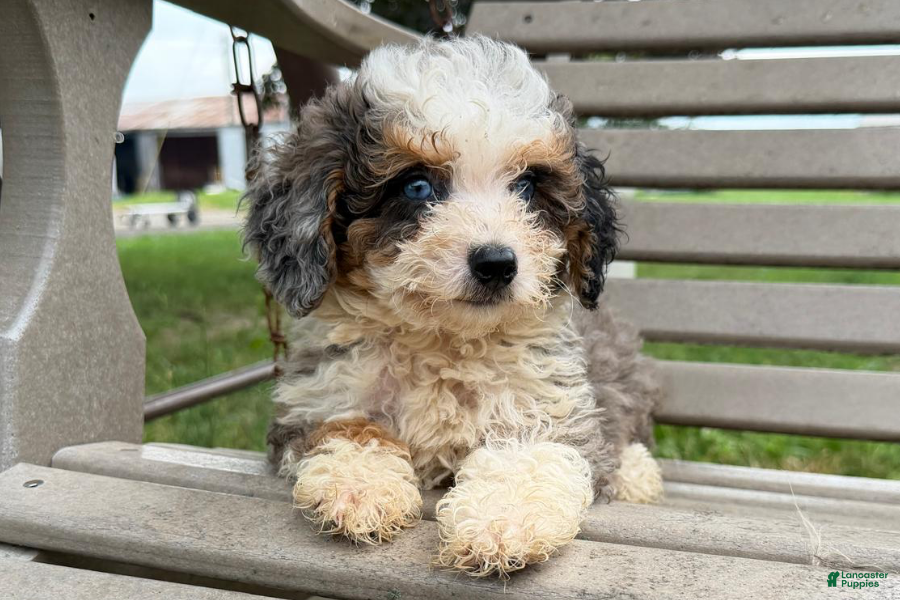 Mini Bernedoodle dogs Clementine - Ad 10