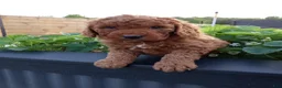 Mini Goldendoodle dogs for sale: Cole F1b - Ad 2