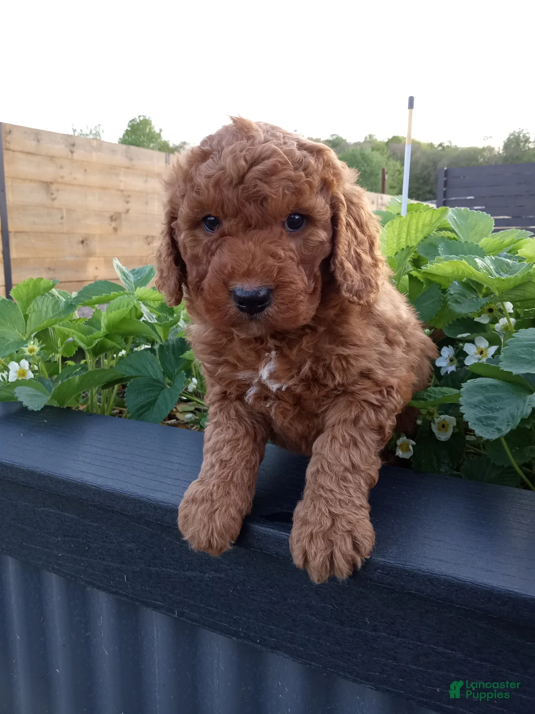 Mini Goldendoodle dogs for sale: Cole F1b - Ad 2