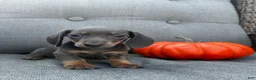Miniature Dachshund dogs for sale: Tucker - Ad 6