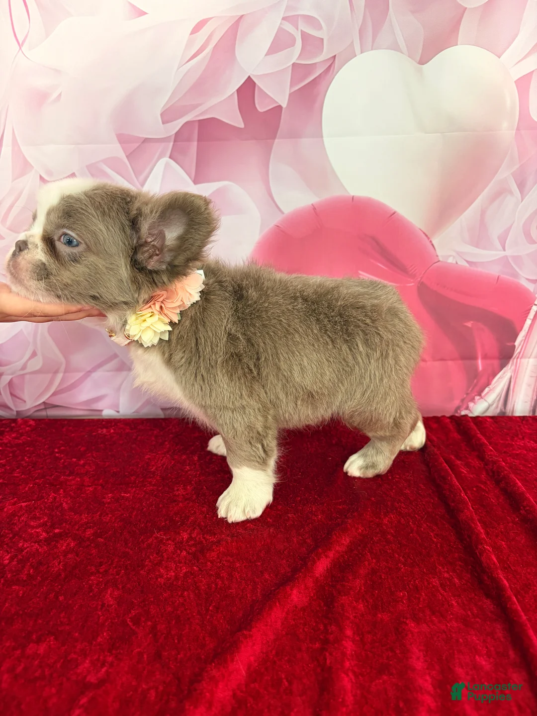 French Bulldog dogs for sale: Cherry  - Ad 4