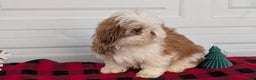 Shih Tzu dogs for sale: Mac - Ad 5
