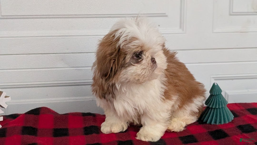 Shih Tzu dogs for sale: Mac - Ad 5