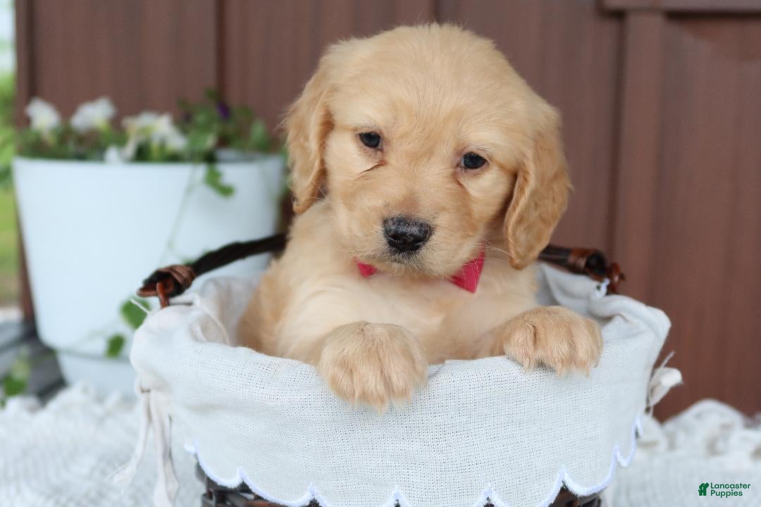 Miniature Golden Retriever dogs Miniature Golden Retriever Puppy 1 - Ad 1