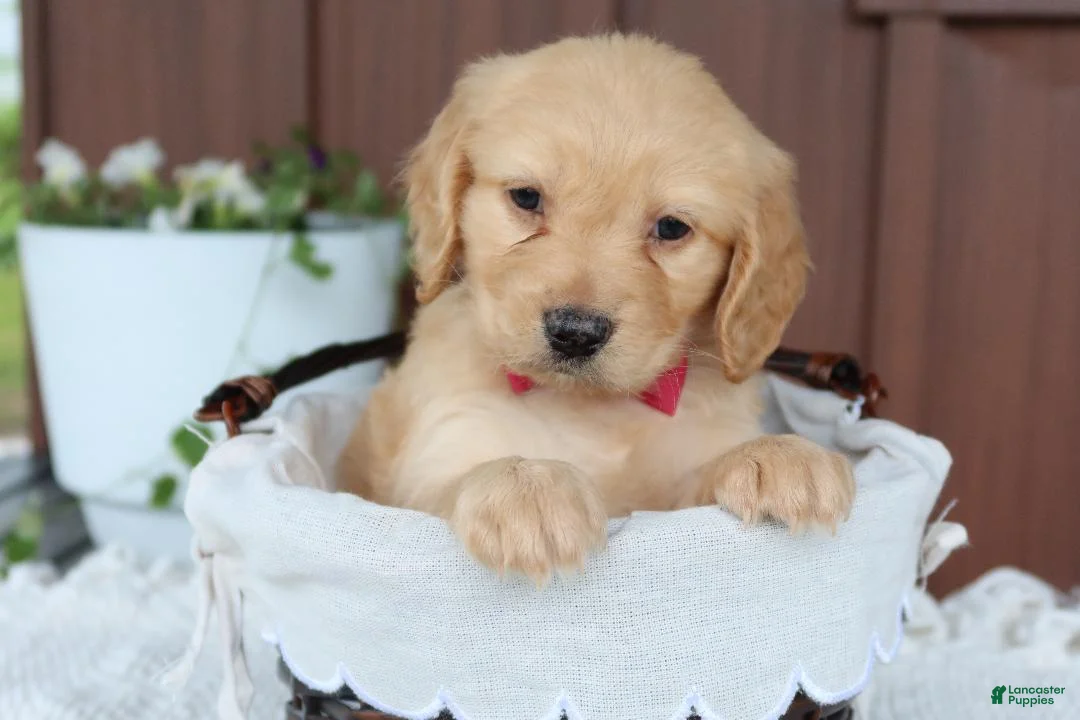 Miniature Golden Retriever dogs for sale: Miniature Golden Retriever Puppy 1 - Ad 3