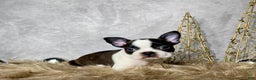 Boston Terrier dogs for sale: Frost  - Ad 2