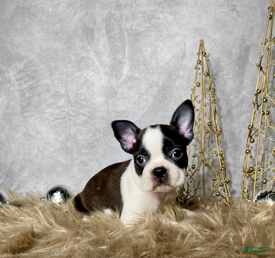 Boston Terrier dogs for sale: Frost  - Ad 2