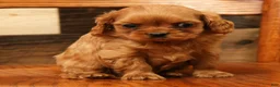 Cavapoo dogs for sale: Buzz - Ad 8