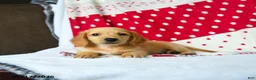Miniature Dachshund dogs for sale: Graham - Ad 4