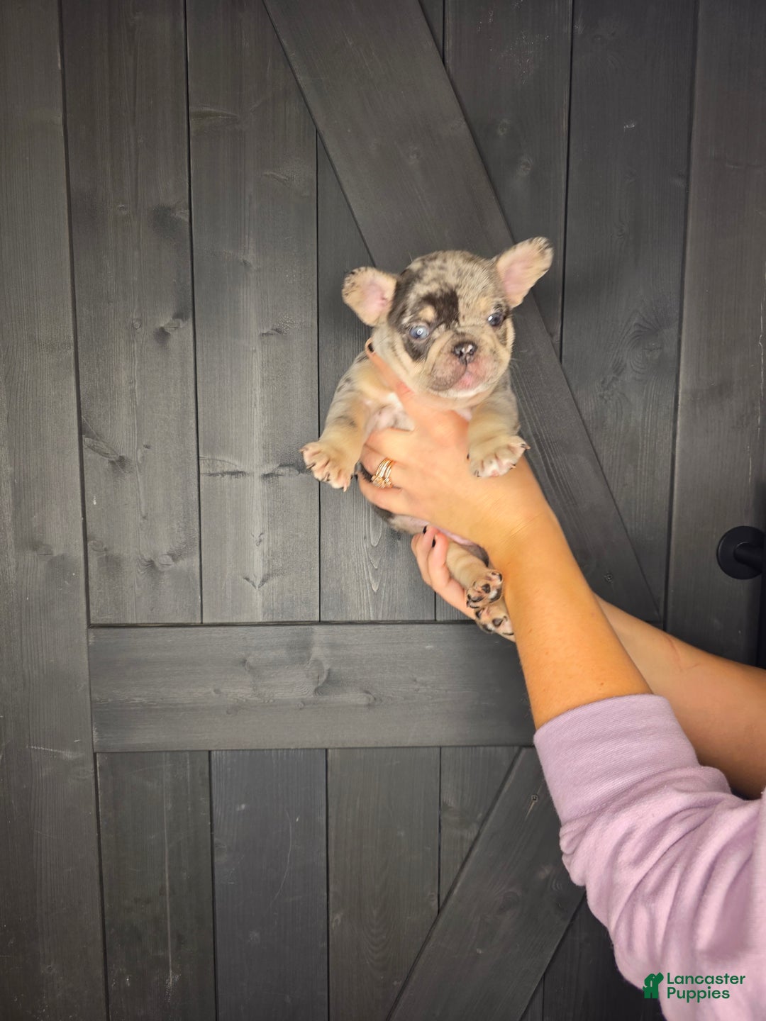 French Bulldog dogs for sale: French Bulldog Puppy 4 - Ad 13