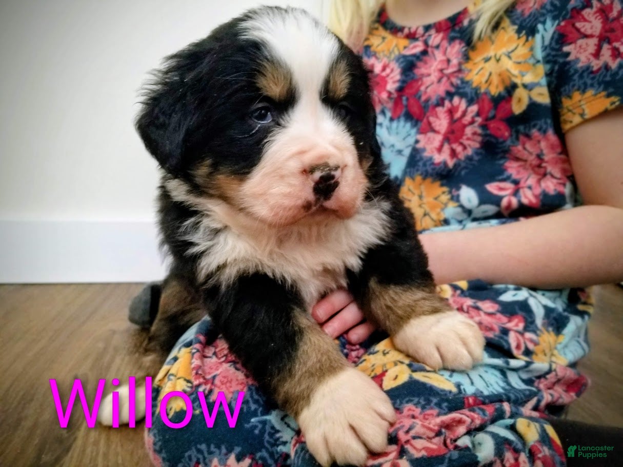 Bernese Mountain Dog dogs Bernese Mountain Dog Puppy 3 - Ad 4