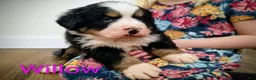 Bernese Mountain Dog dogs for sale: Bernese Mountain Dog Puppy 3 - Ad 1
