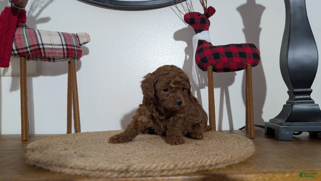 Miniature Poodle dogs for sale: Malia - Ad 4