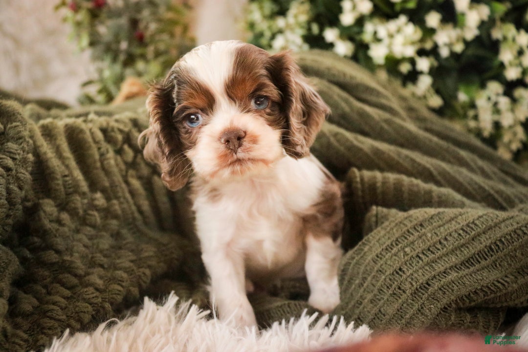Cocker Spaniel dogs for sale: Graham - Ad 1