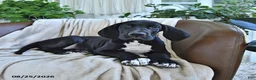Great Dane dogs for sale: Baxter - Ad 3