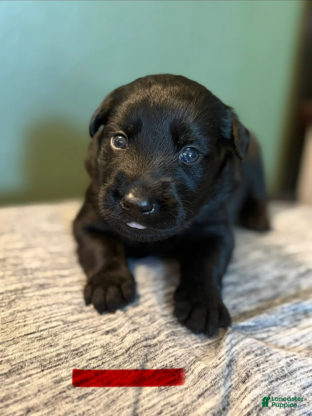 Mixed Breed dogs for sale: Belgian x Giant Schnauzer mix 6 red collar  - Ad 1