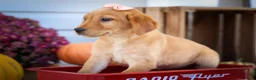 Labrador Retriever dogs for sale: NALA - Ad 16