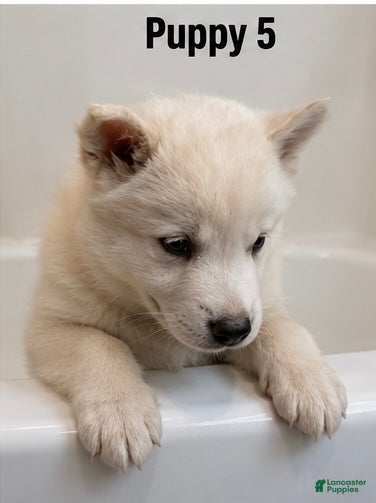 Mixed Breed dogs Mixed Breed 5 - Ad 12