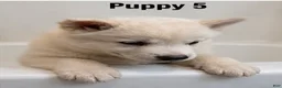 Mixed Breed dogs for sale: Mixed Breed 5 - Ad 1