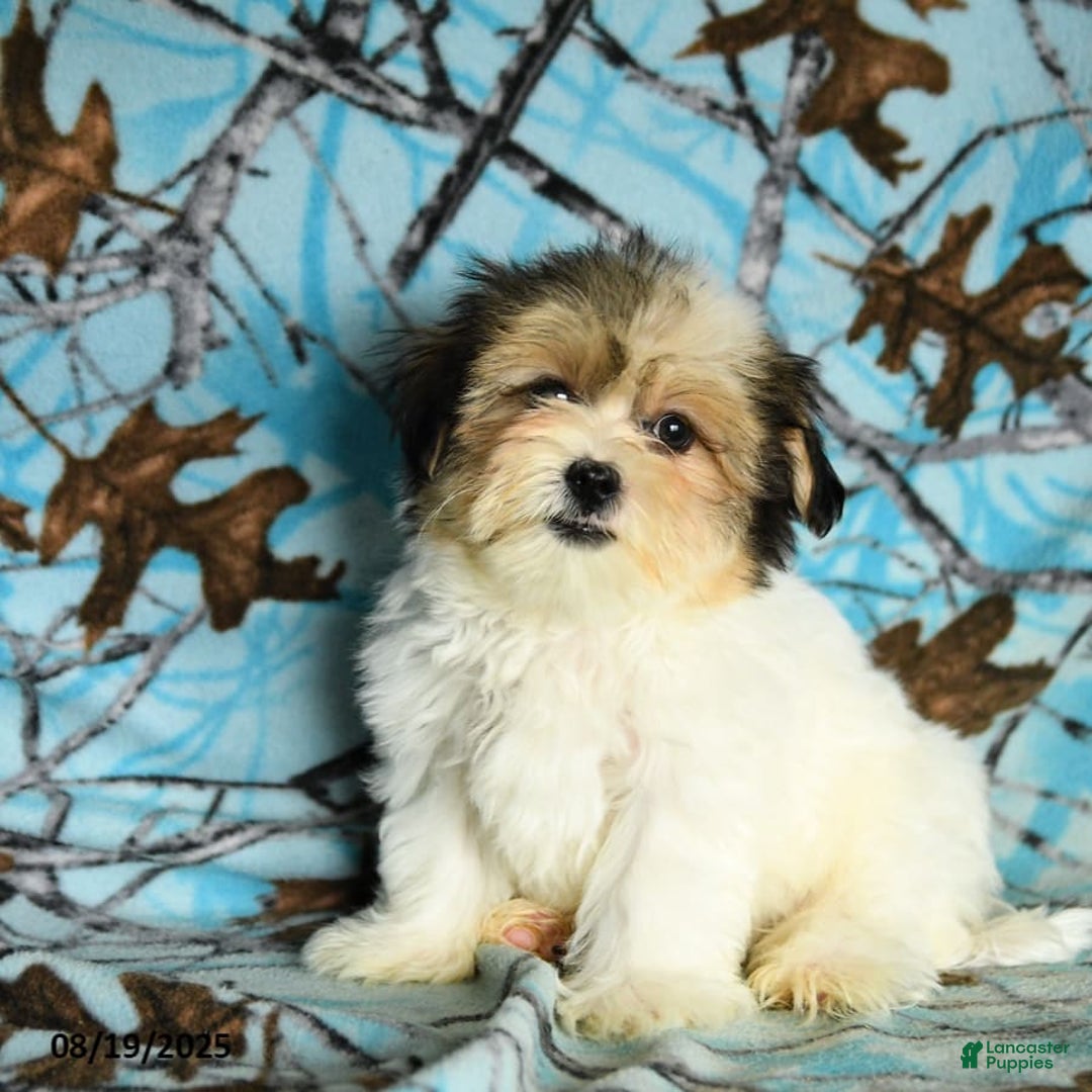 Shorkie dogs for sale: Karl - Ad 15