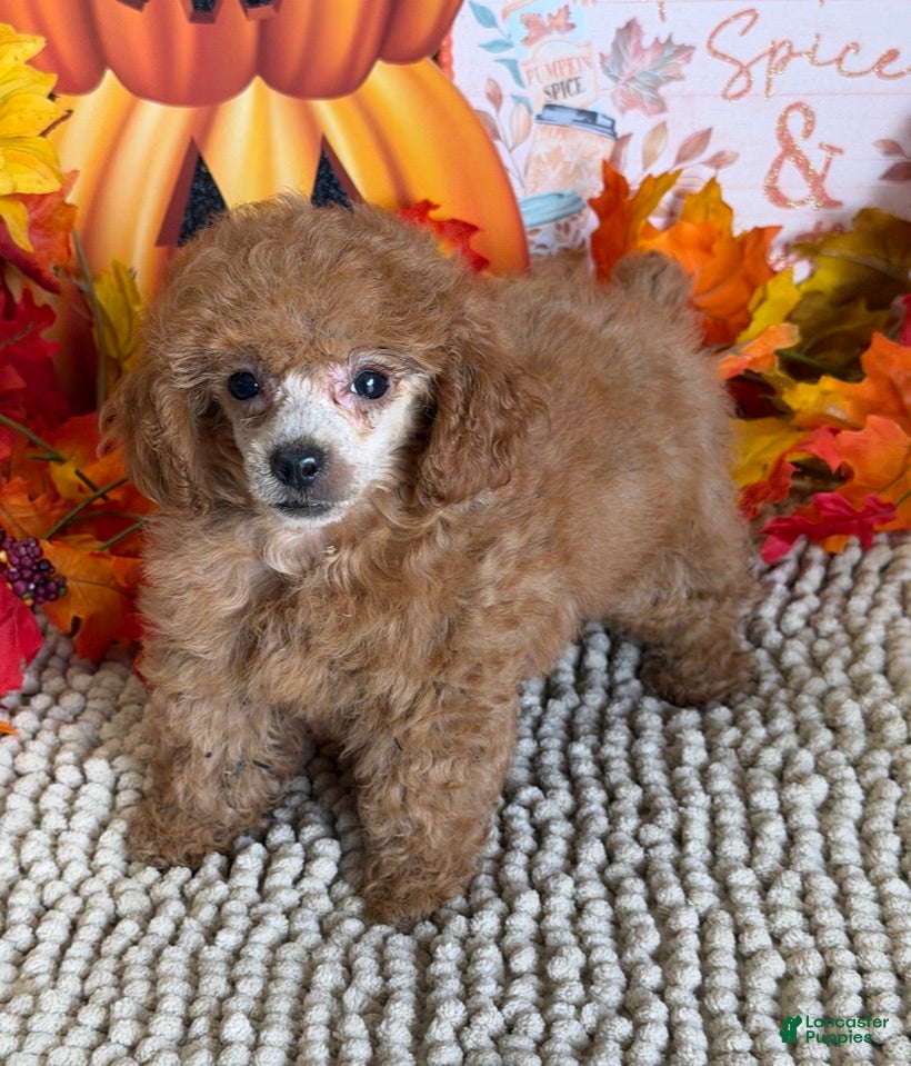 Toy Poodle dogs Rose - Ad 31