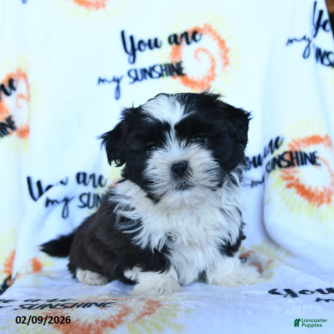Shih Tzu dogs for sale: Truffle  - Ad 1