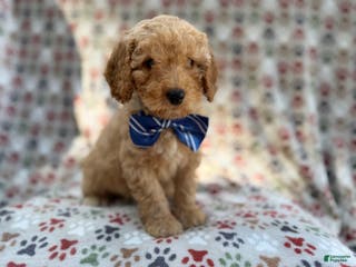 Cavapoo dogs Jax - Ad 33