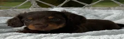 Miniature Dachshund dogs for sale: Bentley - Ad 4