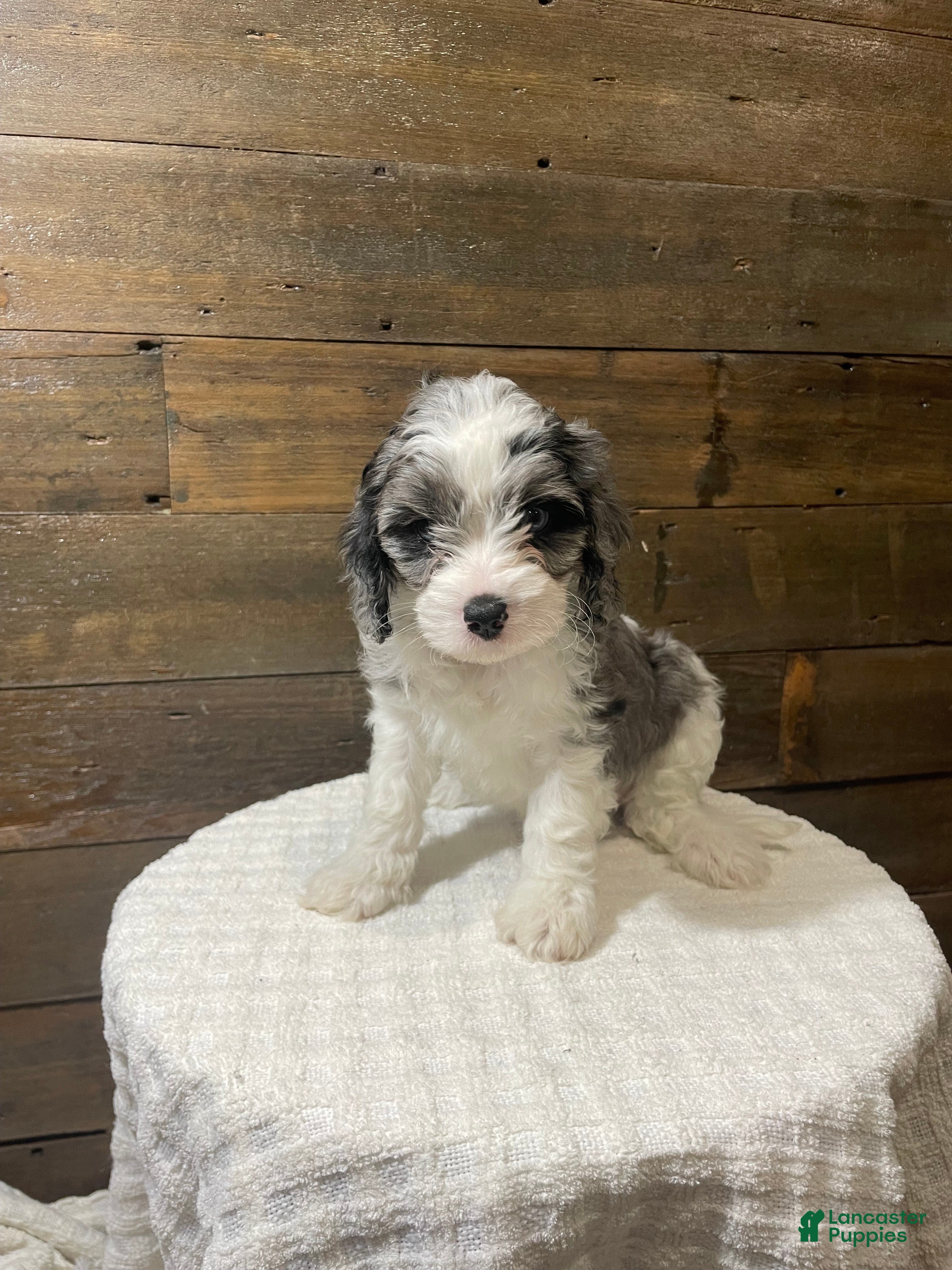 Cavapoo dogs Leo - Ad 28