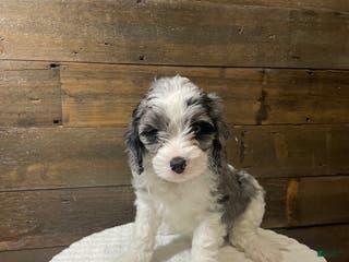 Cavapoo dogs Leo - Ad 2