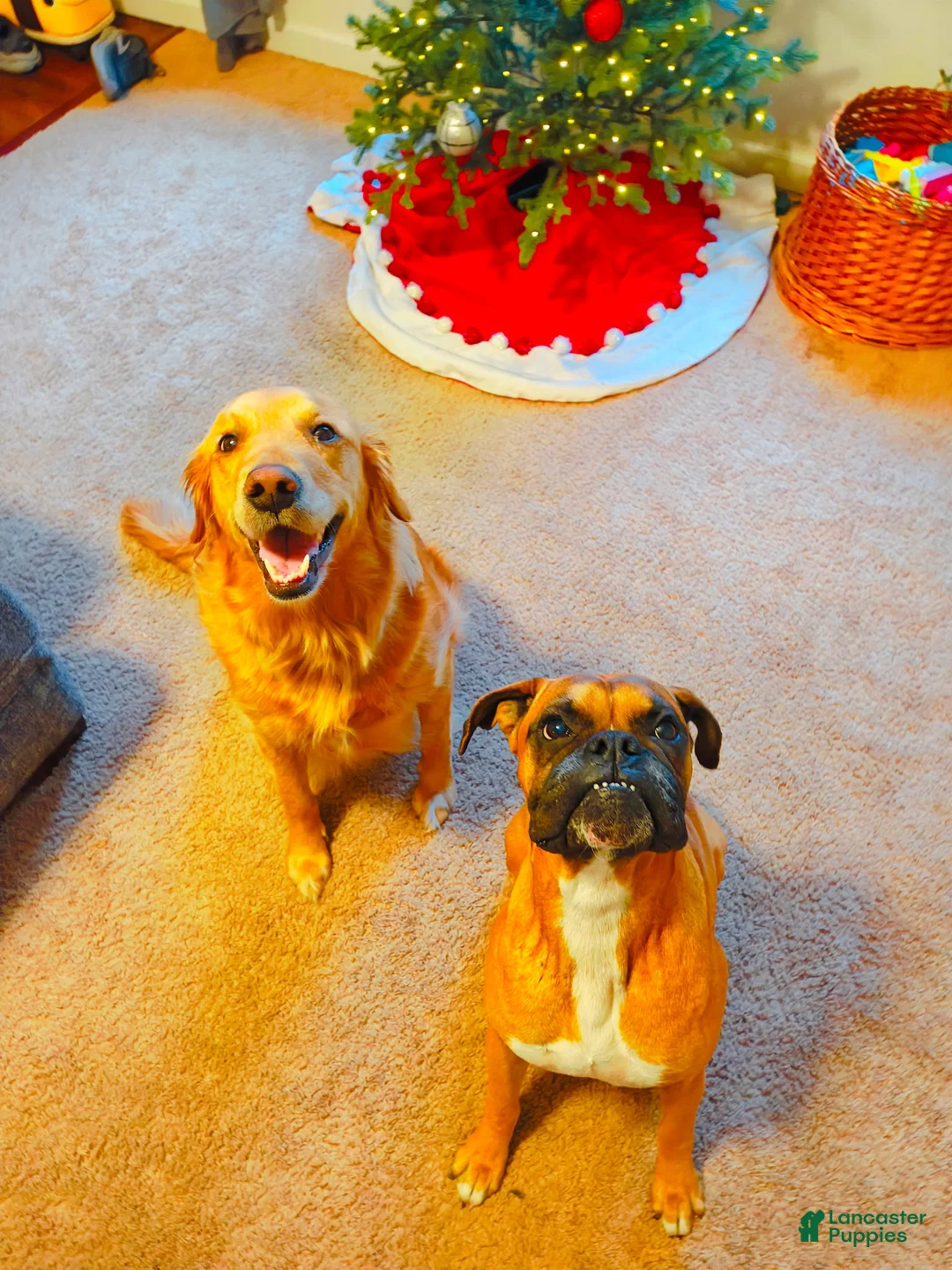 Mixed Breed dogs for sale: Loki - Ad 8