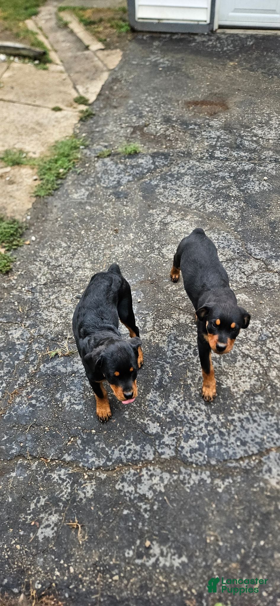 Rottweiler dogs Mina - Ad 1